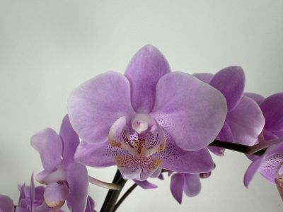 Close-up of a Phalaenopsis Beaution orchid with soft purple flowers. The large central flower has a richly detailed centre with dark purple speckles and yellowish accents. The other flowers are out of focus.